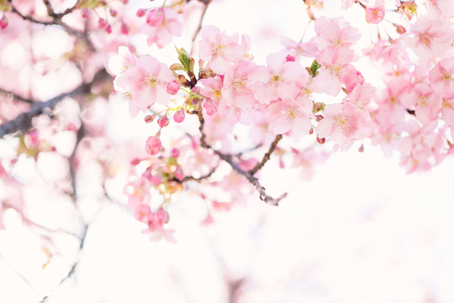 Masaaki Komori SbeCWYjwCQ Unsplash (1) Masaaki Komori SbeCWYjwCQ Unsplash (1)